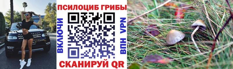 Галлюциногенные грибы мицелий  купить  цена  Сунжа 